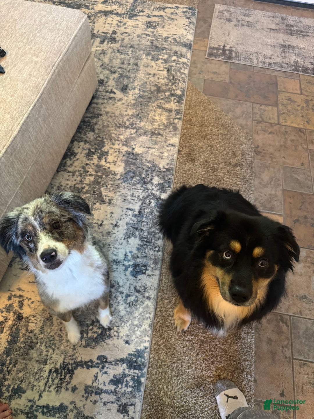 Australian Shepherd dogs for sale: Bluey - Image 2