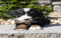 Bernedoodle dogs for sale: Melody - Image 4
