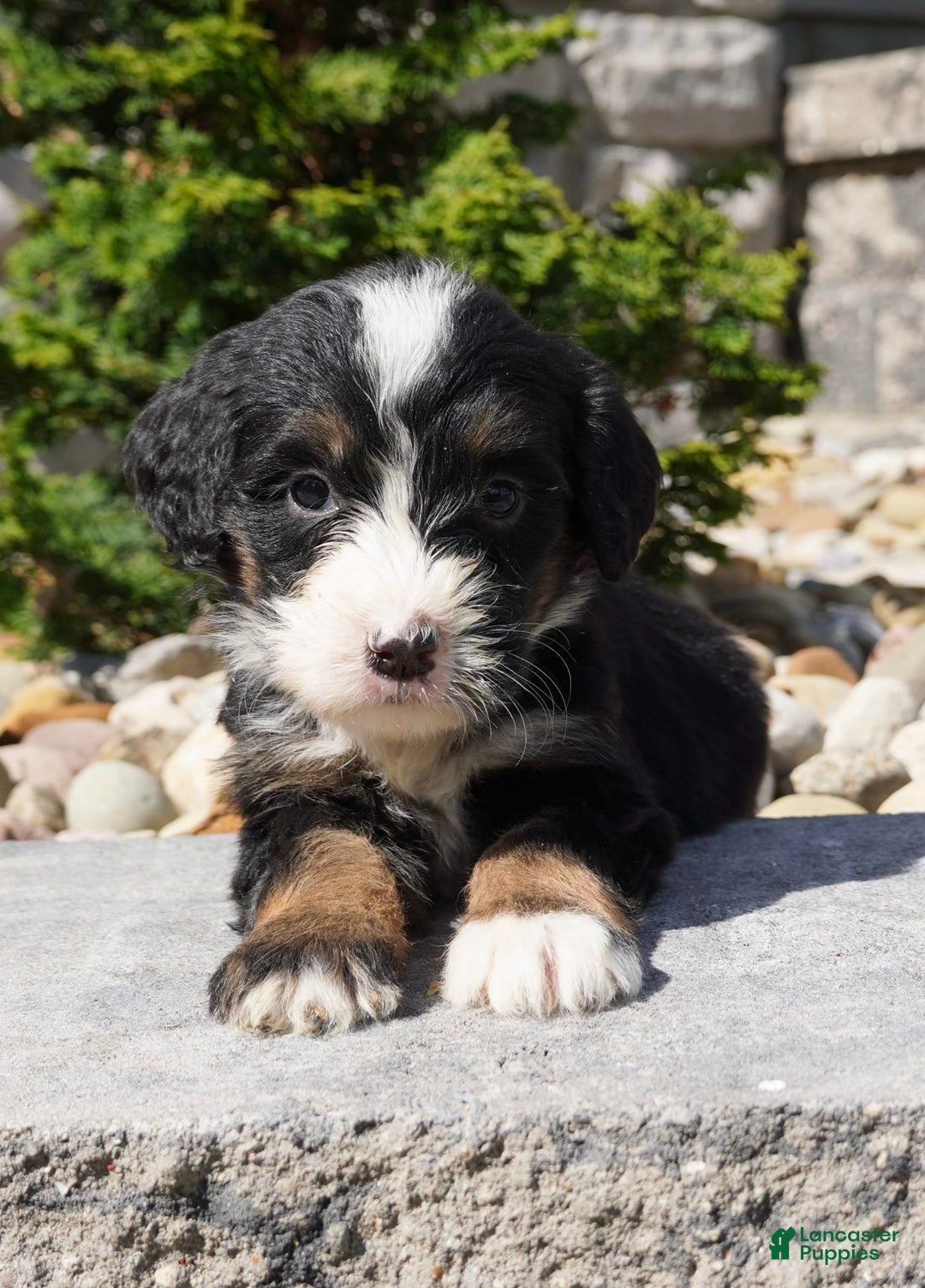 Bernedoodle dogs for sale: Melody - Image 4