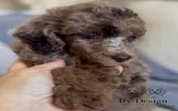 Standard Poodle dogs for sale: Amos - Image 6