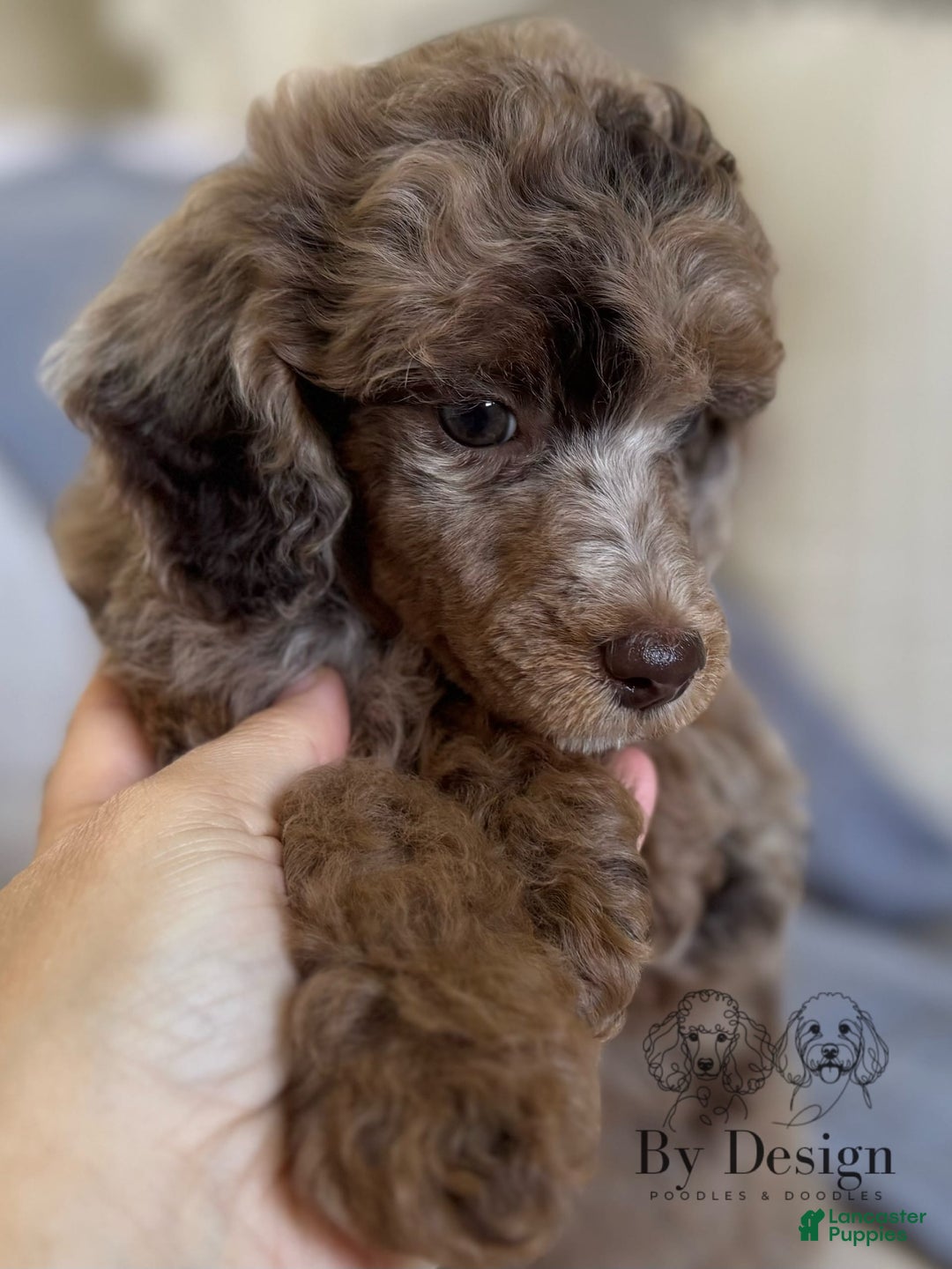 Standard Poodle dogs for sale: Amos - Image 6