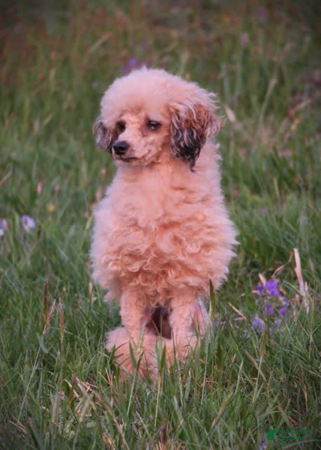 Miniature Poodle dogs for sale: Duff - Image 8
