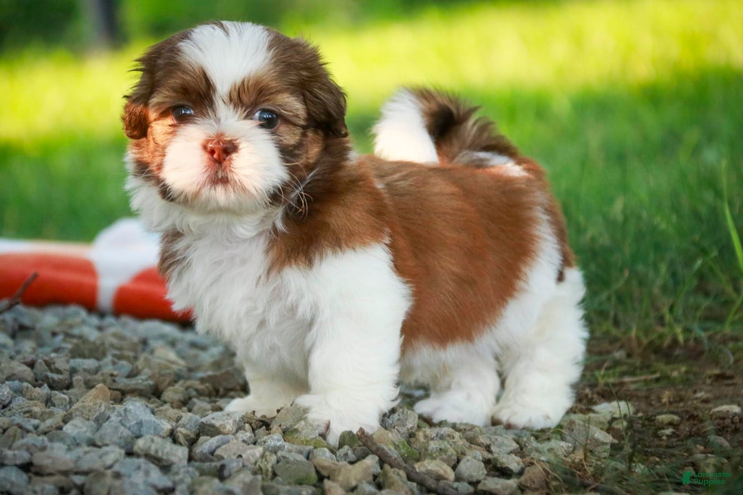 Shih Tzu dogs for sale: Franklin - Image 4