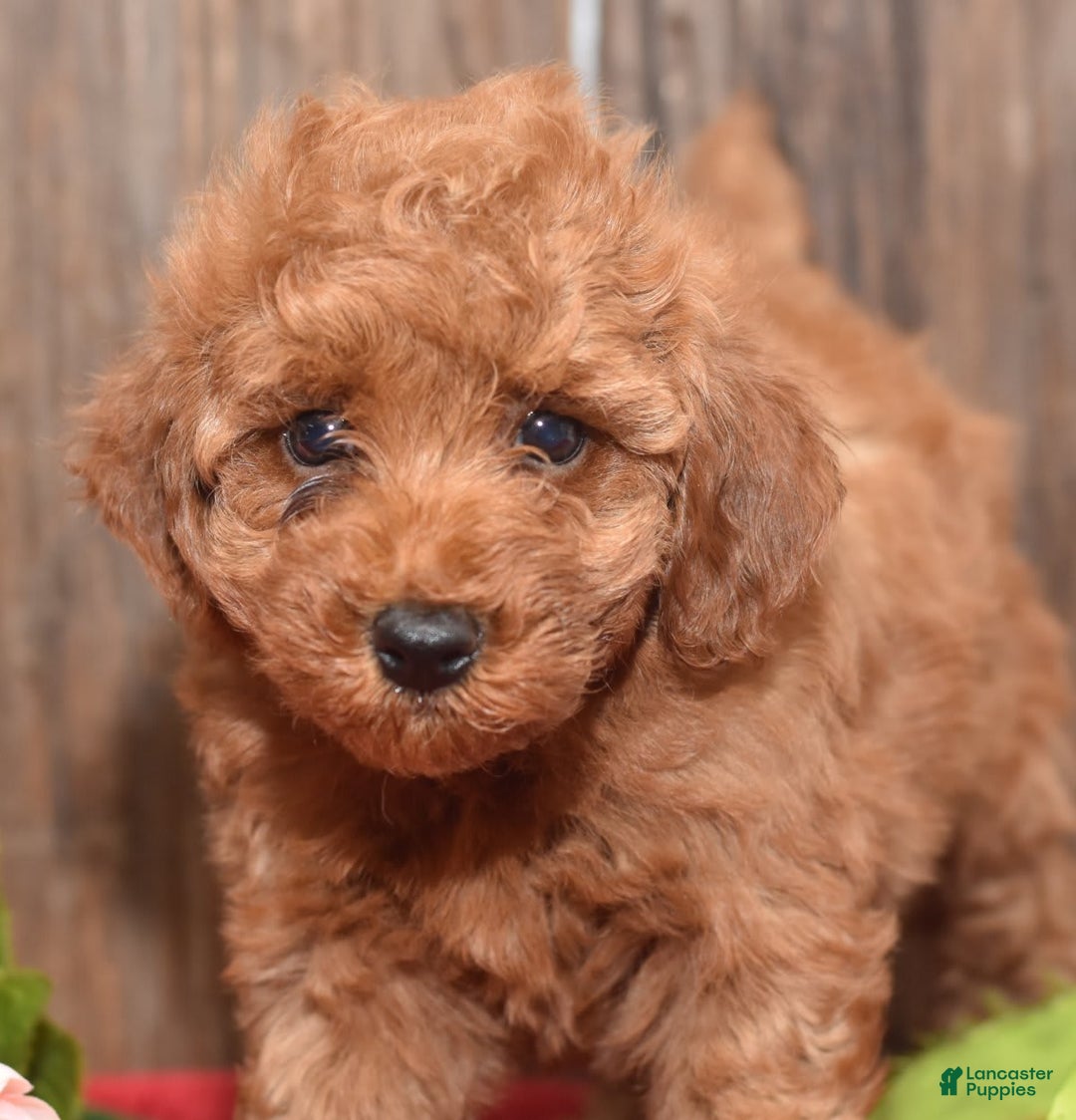 Miniature Poodle dogs for sale: Tessa - Image 17