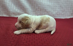 Cockapoo dogs for sale: Hiccup - Image 9