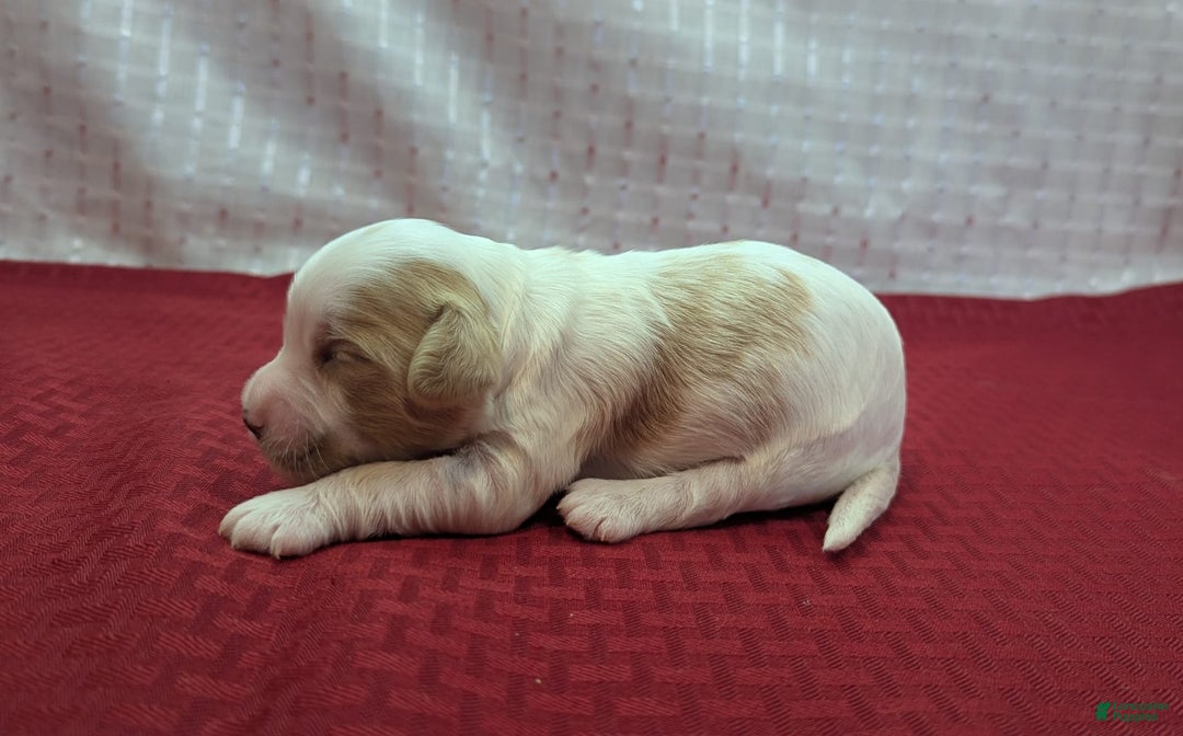 Cockapoo dogs for sale: Hiccup - Image 9