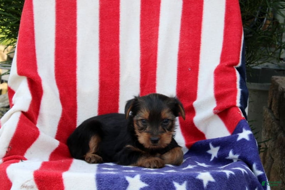 Yorkshire Terrier dogs for sale: Eligah - Image 2