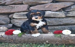 Aussiedoodle dogs for sale: Mia - Image 5