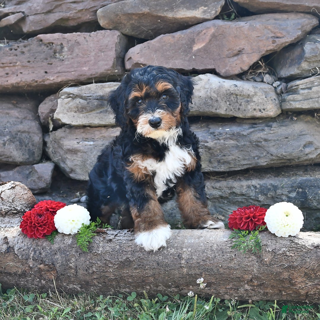 Aussiedoodle dogs for sale: Mia - Image 5