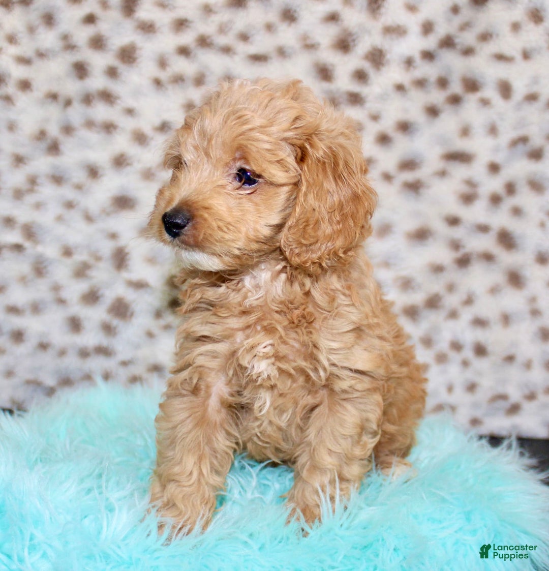 Cockapoo dogs for sale: Biscuit - Image 11