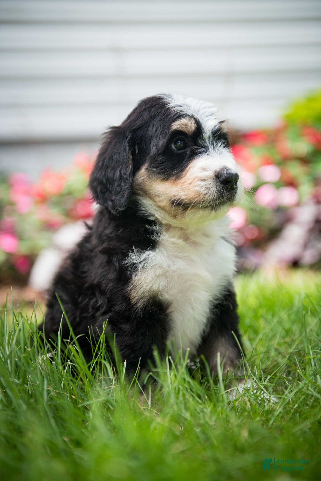 Bernedoodle dogs for sale: Rebel - Image 22