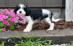 Miniature Schnauzer dogs for sale: Philip - Image 2