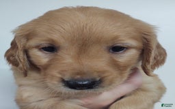 Golden Retriever dogs for sale: Coco - Image 1