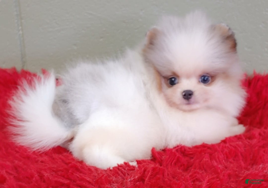 Pomeranian dogs for sale: Joker - Image 1