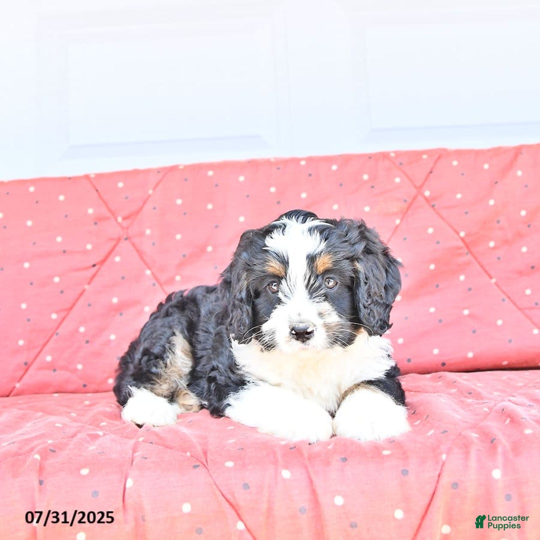 Miniature Bernese Mountain Dog dogs for sale: Ted - Image 8