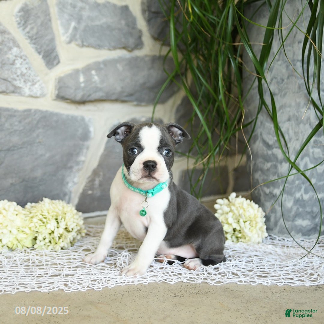 Boston Terrier dogs for sale: Wren - Image 2