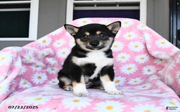 Shiba Inu dogs for sale: Maddie - Image 3