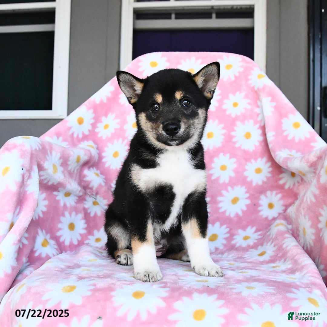 Shiba Inu dogs for sale: Maddie - Image 3