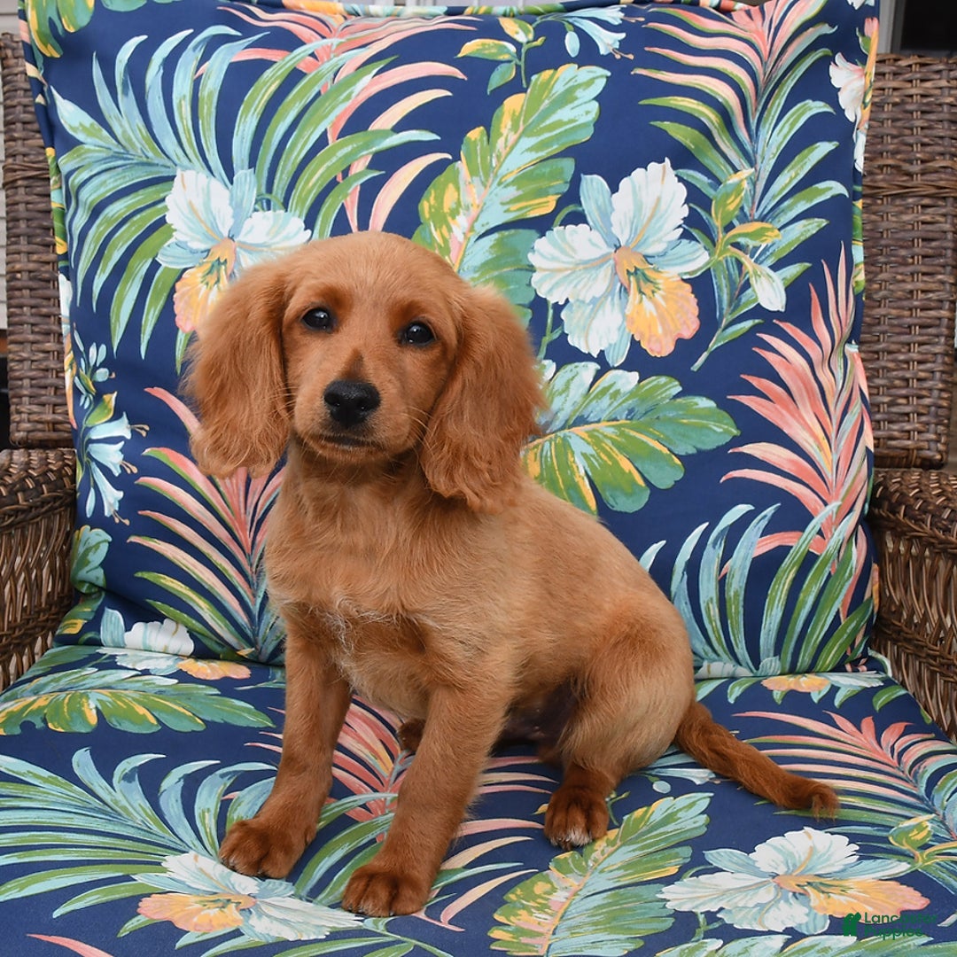 Forever dogs for sale: Tucker - Image 2