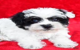 Yorkiepoo dogs for sale: Polly - Image 4