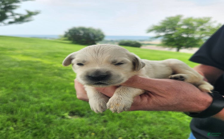 Golden Retriever dogs - Advert 22
