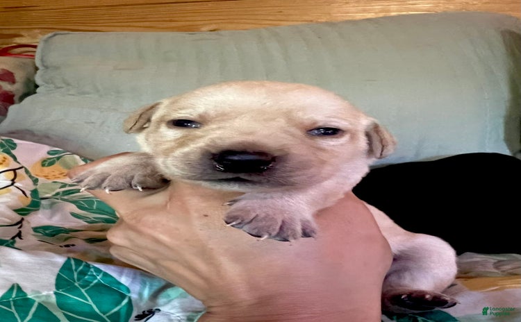 Labrador Retriever dogs for sale - Ad 5