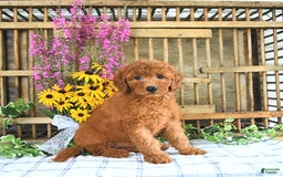 Mini Goldendoodle dogs for sale: Kennedy - Image 1