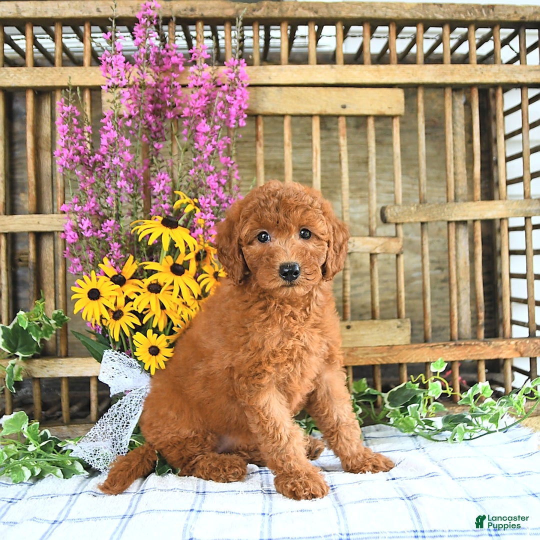 Mini Goldendoodle dogs for sale: Kennedy - Image 1