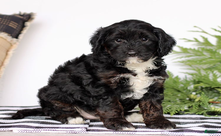 Mini Goldendoodle dogs for sale - Ad 5