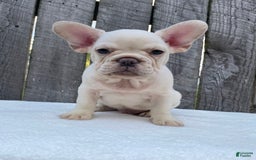French Bulldog dogs for sale: Drew - Image 2