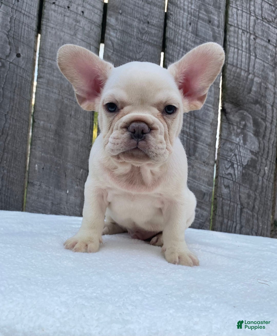 French Bulldog dogs for sale: Drew - Image 2