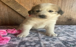 Great Pyrenees dogs for sale: Nova - Image 2