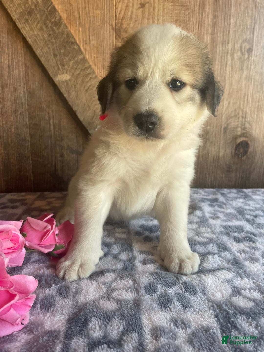 Great Pyrenees dogs for sale: Nova - Image 2