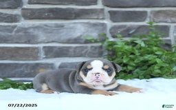 Olde English Bulldogge dogs for sale: Callie - Image 2