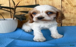Cocker Spaniel dogs for sale: Twila - Image 3