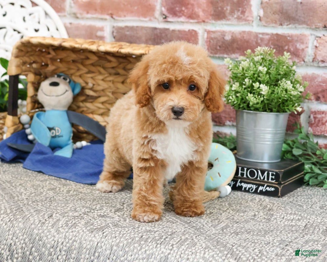Miniature Poodle dogs for sale: Riggs - Image 6