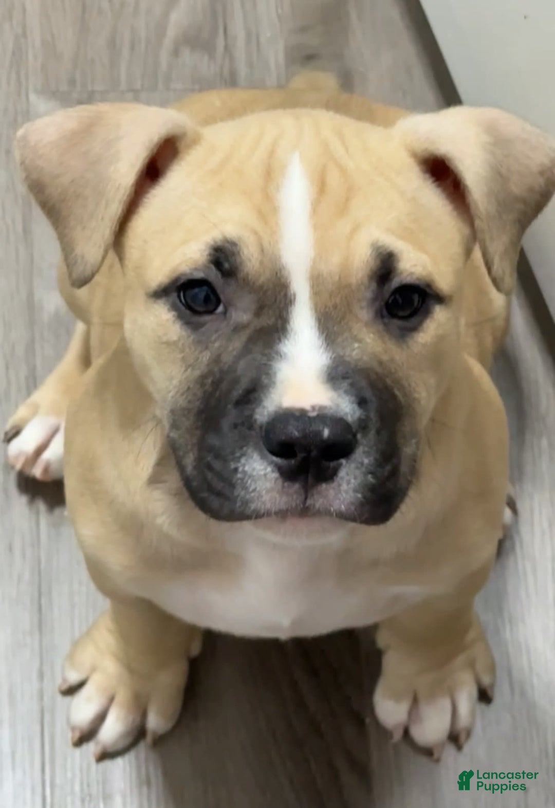 American Bully dogs for sale: Rocky - Image 1