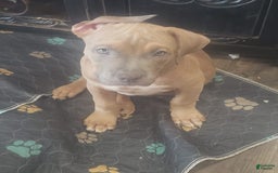 American Bully dogs for sale: Big Hoss - Image 104