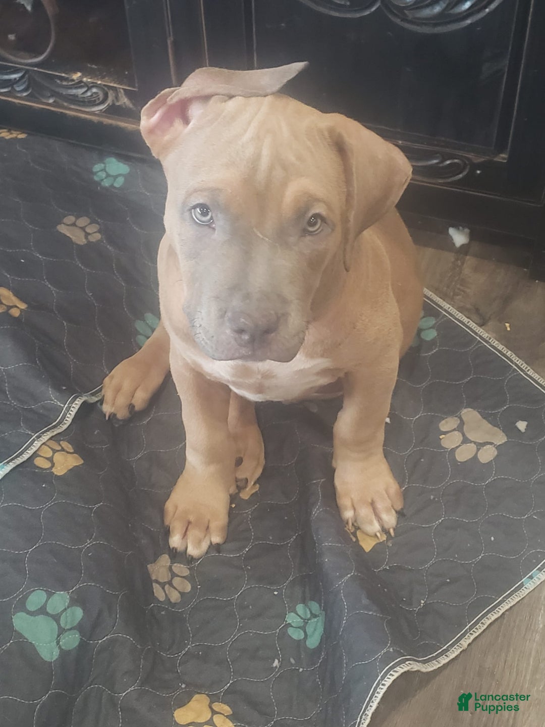 American Bully dogs for sale: Big Hoss - Image 104