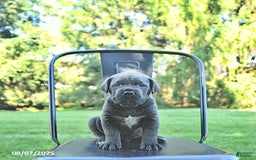 Cane Corso dogs for sale: Bruno - Image 4