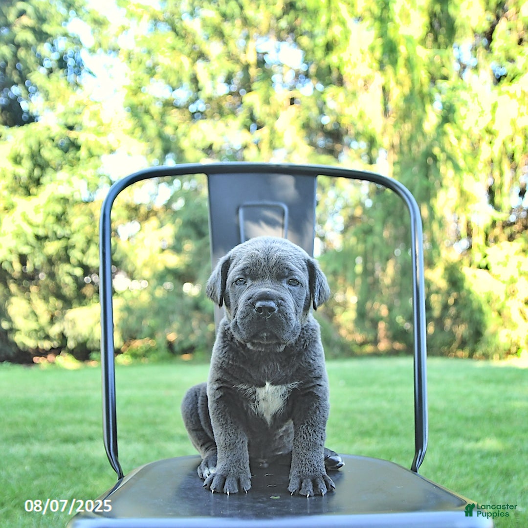 Cane Corso dogs for sale: Bruno - Image 4