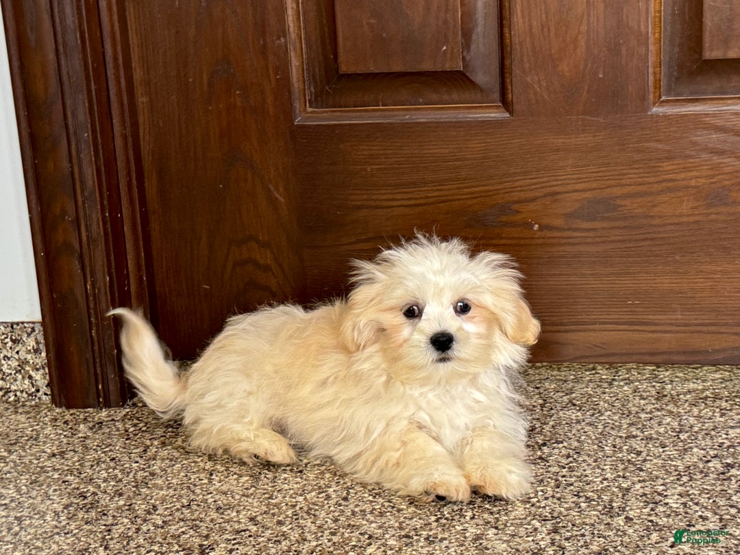 Lhasa Apso dogs for sale: Joey - Image 6