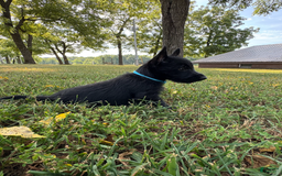 Scottish Terrier dogs for sale: Remi - Image 4