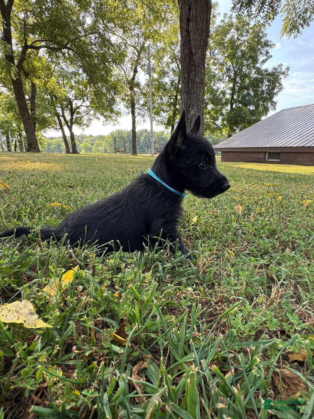Scottish Terrier dogs for sale: Remi - Image 4