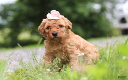 Goldendoodle dogs for sale: Holly - Image 5