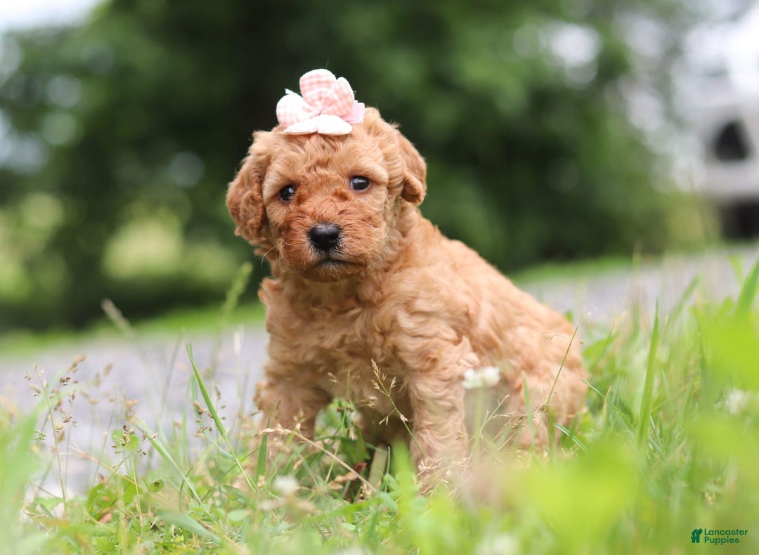 Goldendoodle dogs for sale: Holly - Image 5