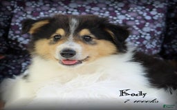categoriesInfo:categoryAttributeOptions.pets.dogs.breed.roughCollie dogs for sale: Kody - Image 4
