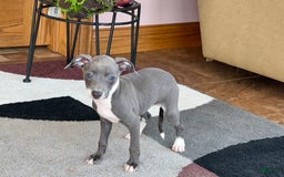 Italian Greyhound dogs for sale: Kk - Image 9