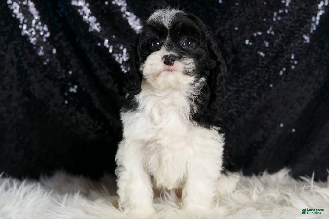 Cavapoo dogs for sale: Cleopatra - Image 2