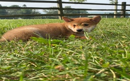 Shiba Inu dogs for sale: Isaak - Image 6